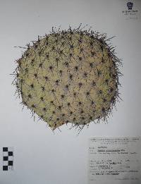 Opuntia streptacantha image