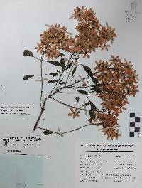 Galphimia paniculata image