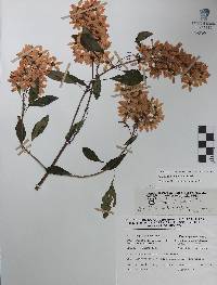 Galphimia paniculata image