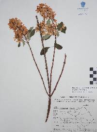 Galphimia grandiflora image