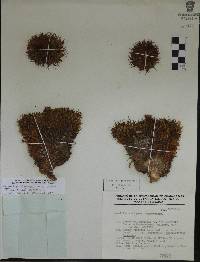 Mammillaria robertii image