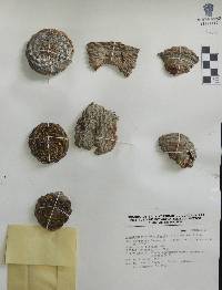 Image of Strombocactus disciformis