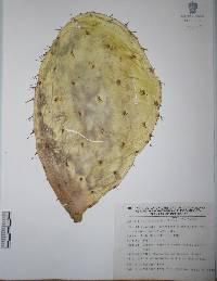 Opuntia fuliginosa image