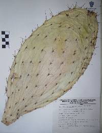 Opuntia megacantha image