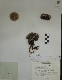 Mammillaria albilanata image