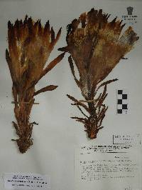 Selenicereus ocamponis image