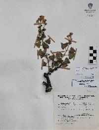 Eutetras palmeri image