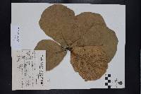 Quercus jonesii image