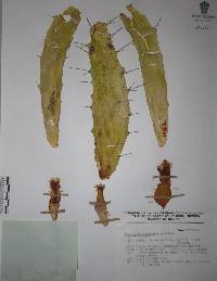 Opuntia karwinskiana image