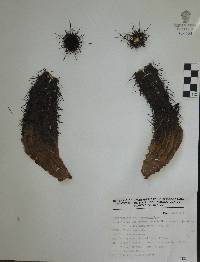 Echinocereus spinigemmatus image