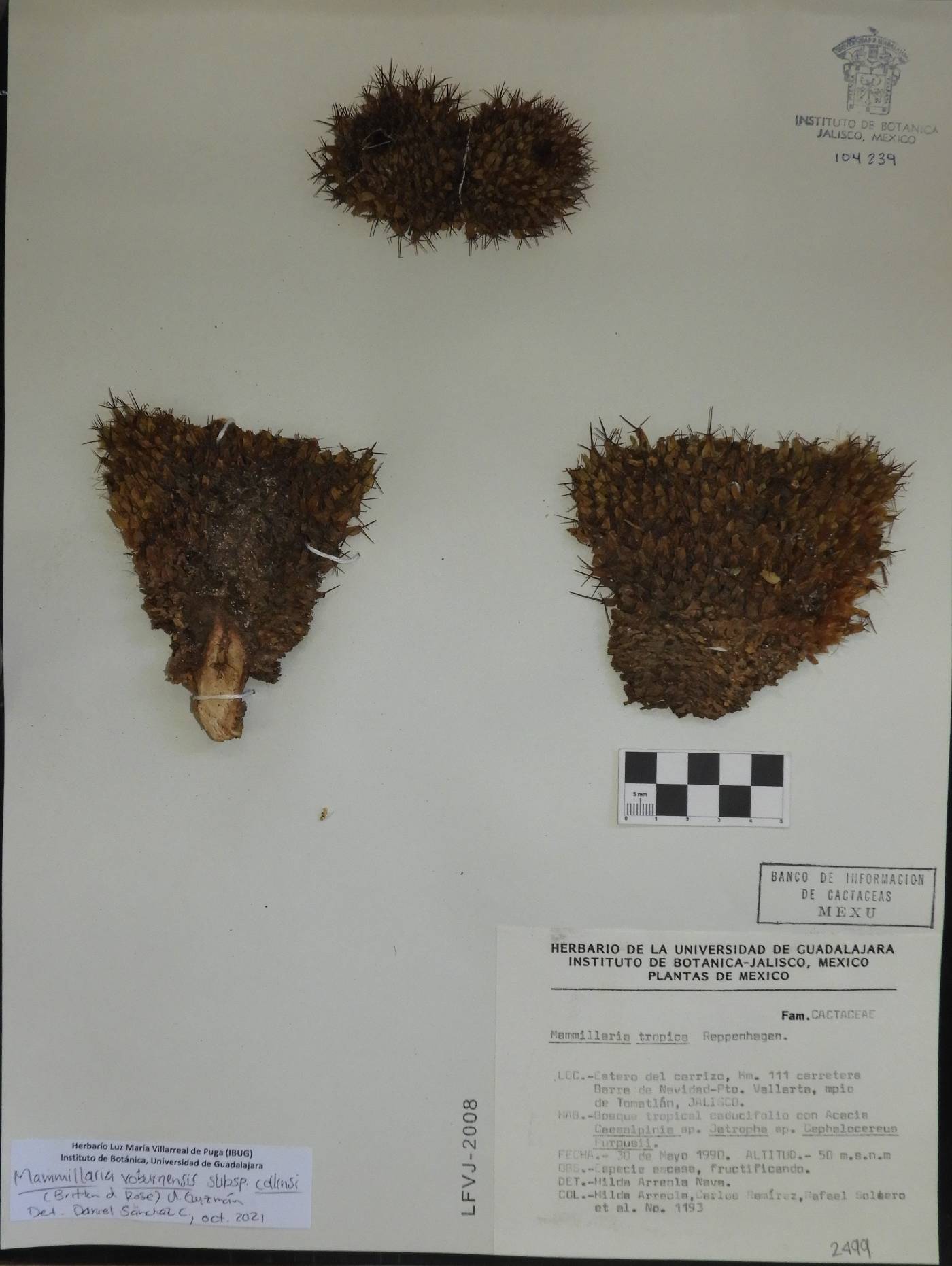 Mammillaria robertii image