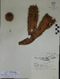Mammillaria robertii image