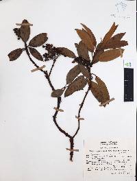 Arbutus occidentalis image