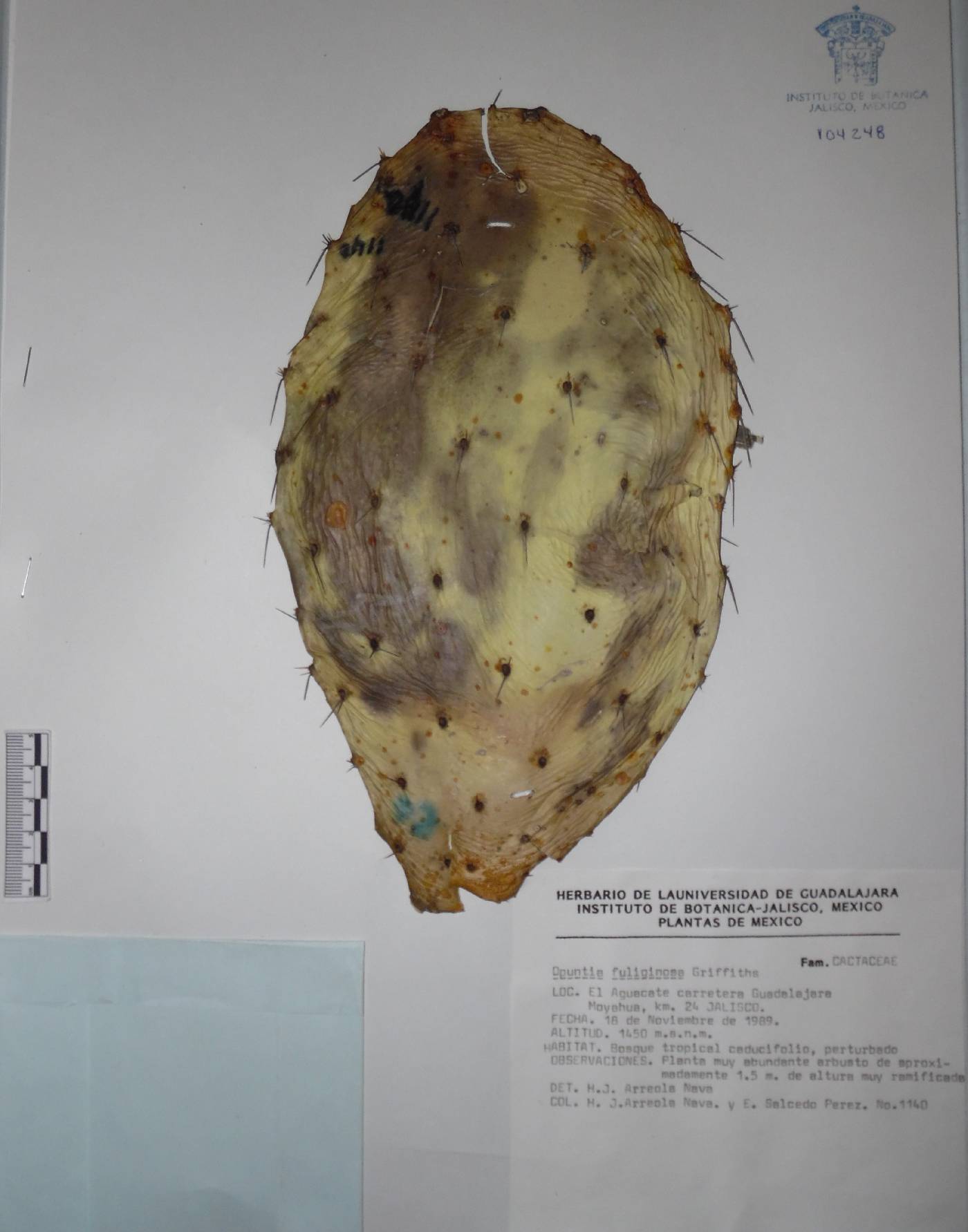 Opuntia fuliginosa image