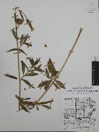 Silene latifolia image