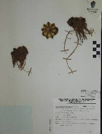 Echinocereus pulchellus subsp. weinbergii image