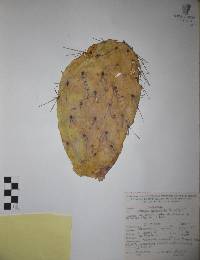 Opuntia megacantha image