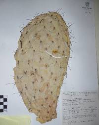 Opuntia megacantha image