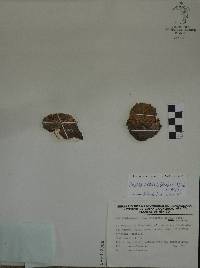 Pelecyphora strobiliformis image