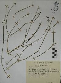 Rhipsalis baccifera image