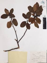 Arbutus occidentalis var. occidentalis image