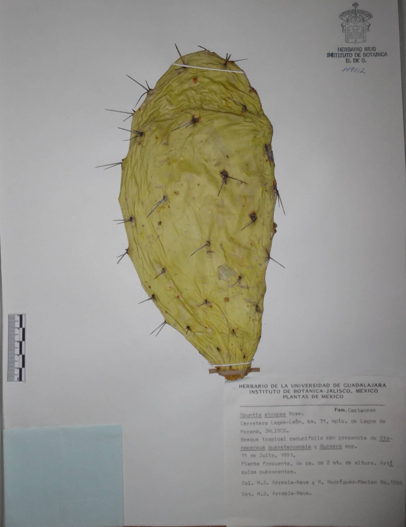 Opuntia atropes image