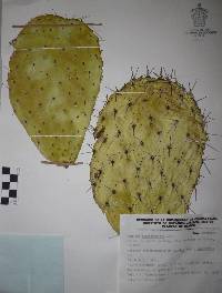 Opuntia streptacantha image