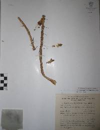 Pereskiopsis diguetii image