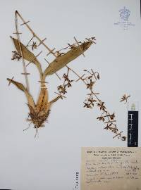 Oncidium hintonii image