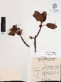 Arbutus madrensis image