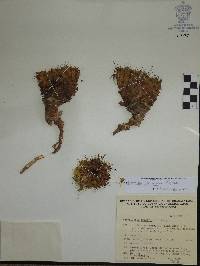 Mammillaria beneckei image