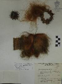 Pilosocereus purpusii image