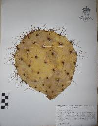Opuntia rastrera image