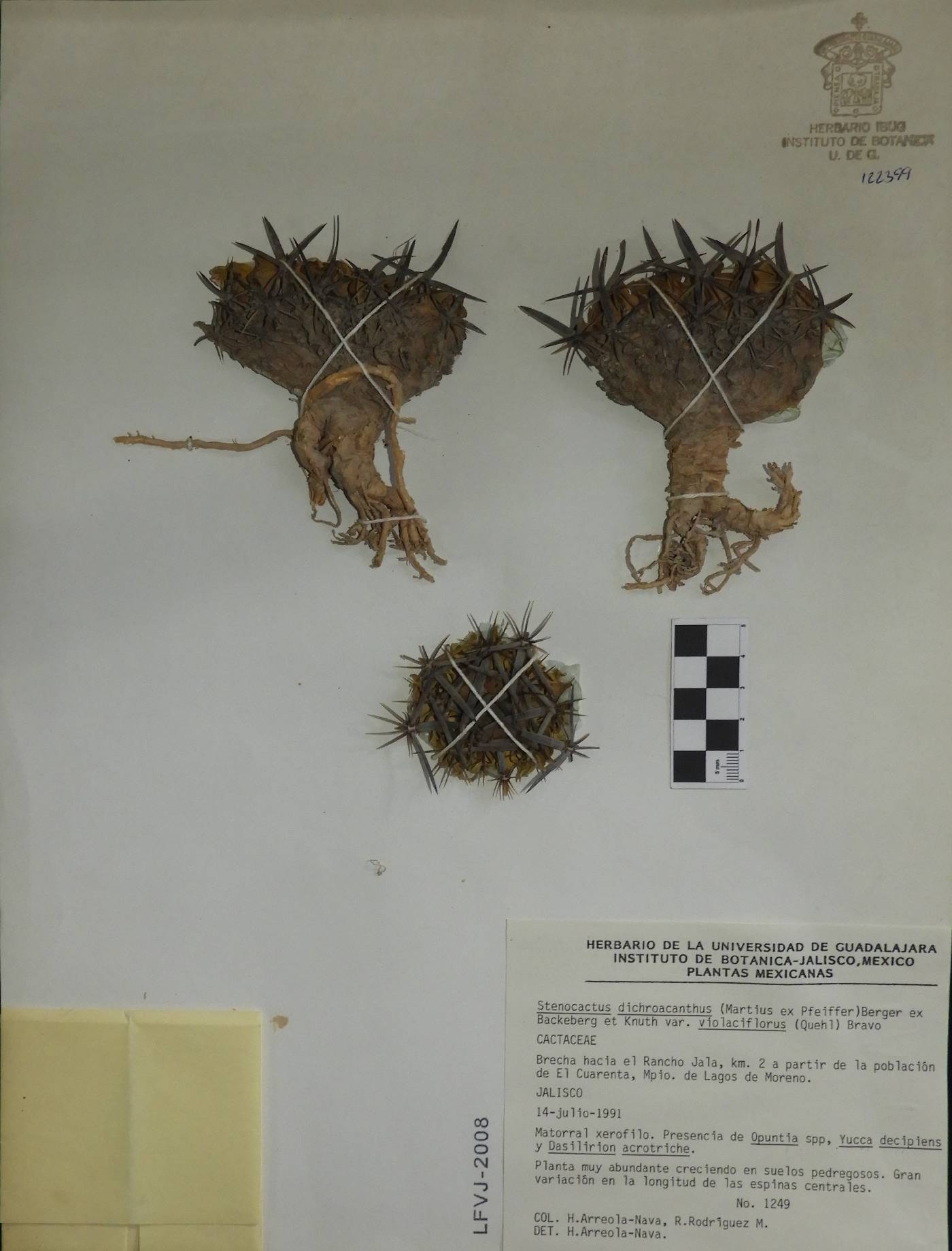 Stenocactus dichroacanthus subsp. violaciflorus image
