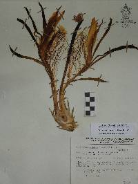 Selenicereus undatus image