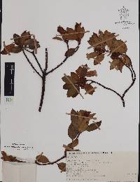 Arbutus occidentalis var. occidentalis image