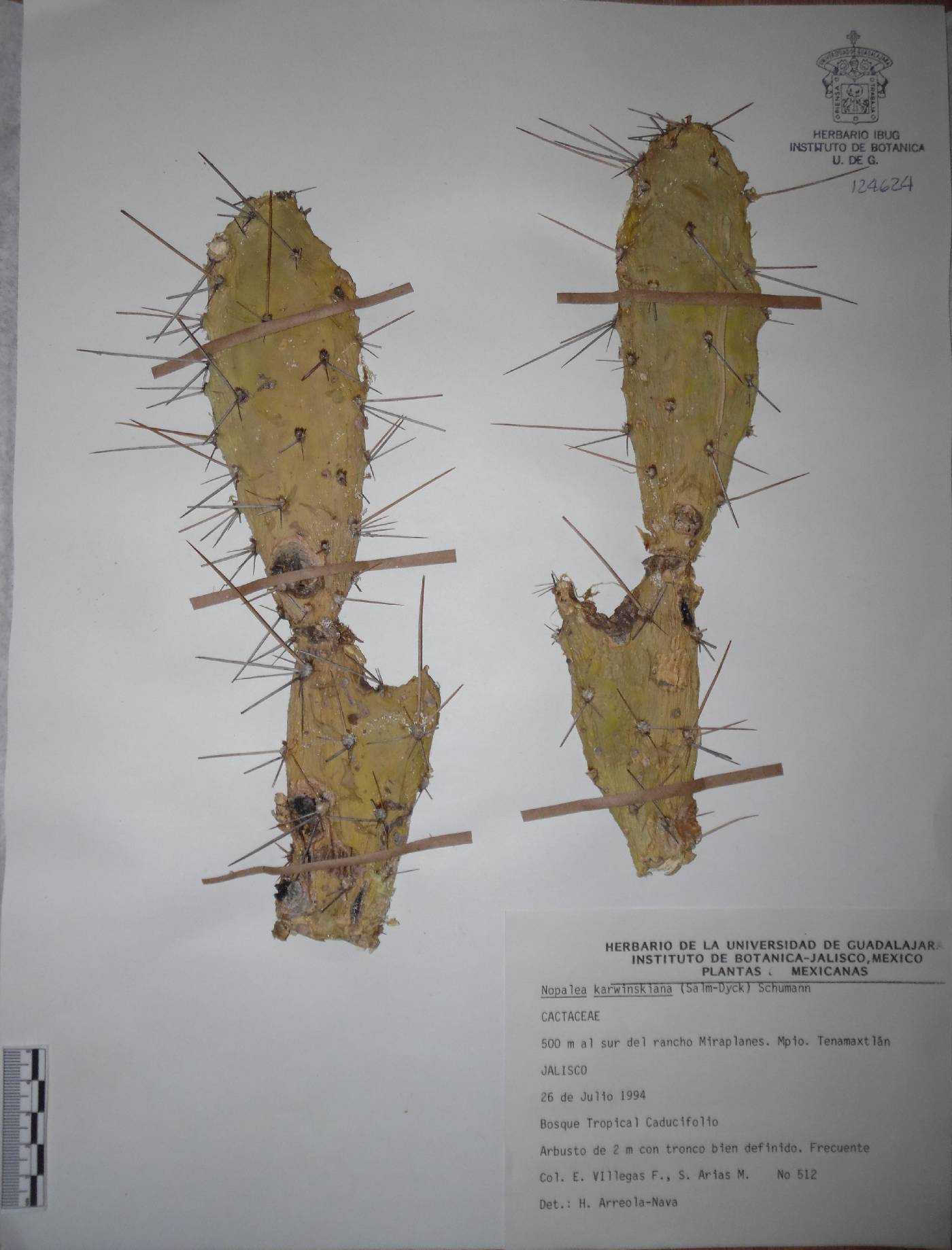 Opuntia karwinskiana image