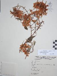 Galphimia grandiflora image