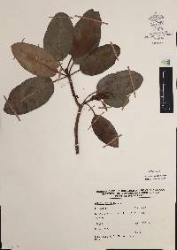 Arbutus xalapensis image