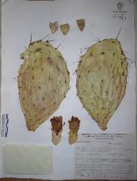 Opuntia excelsa image