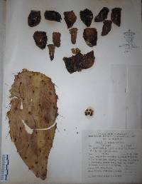 Opuntia fuliginosa image