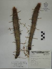 Pilosocereus purpusii image