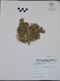 Selaginella lepidophylla image