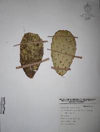 Opuntia decumbens image