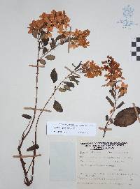 Galphimia grandiflora image