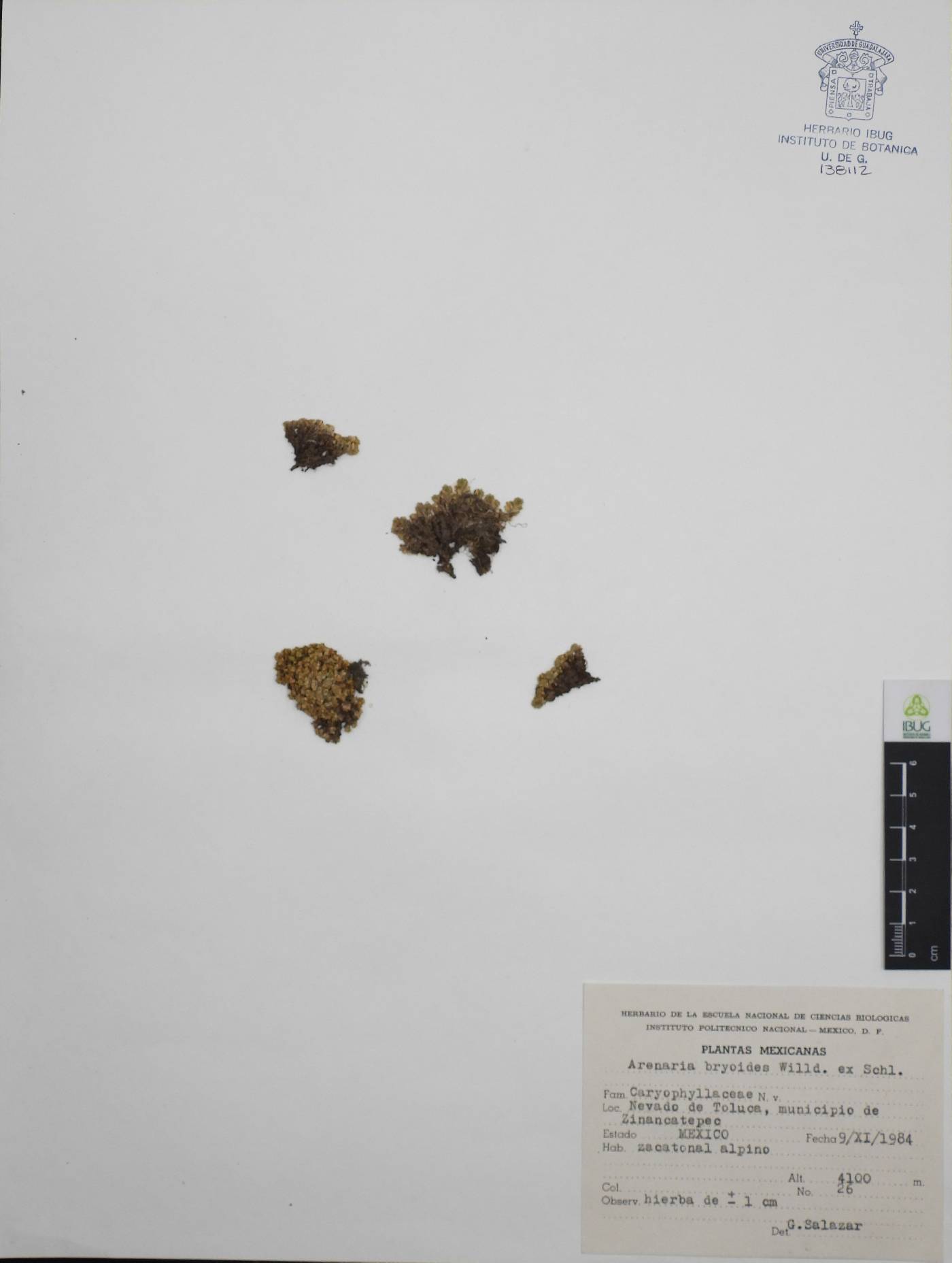 Arenaria bryoides image