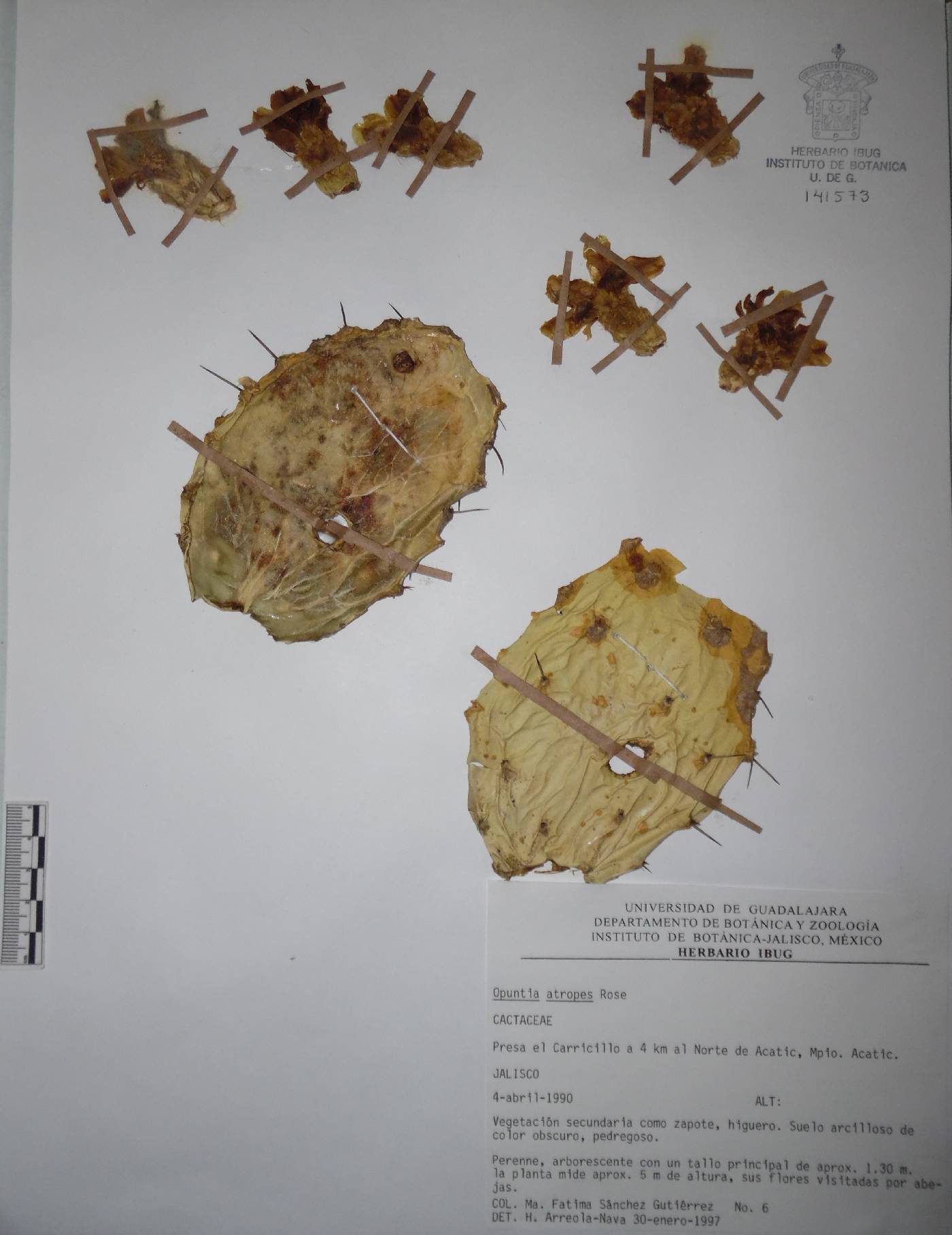 Opuntia atropes image