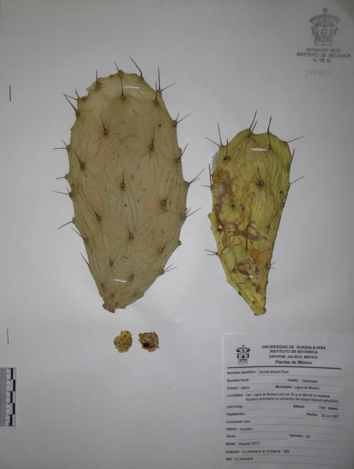 Opuntia atropes image