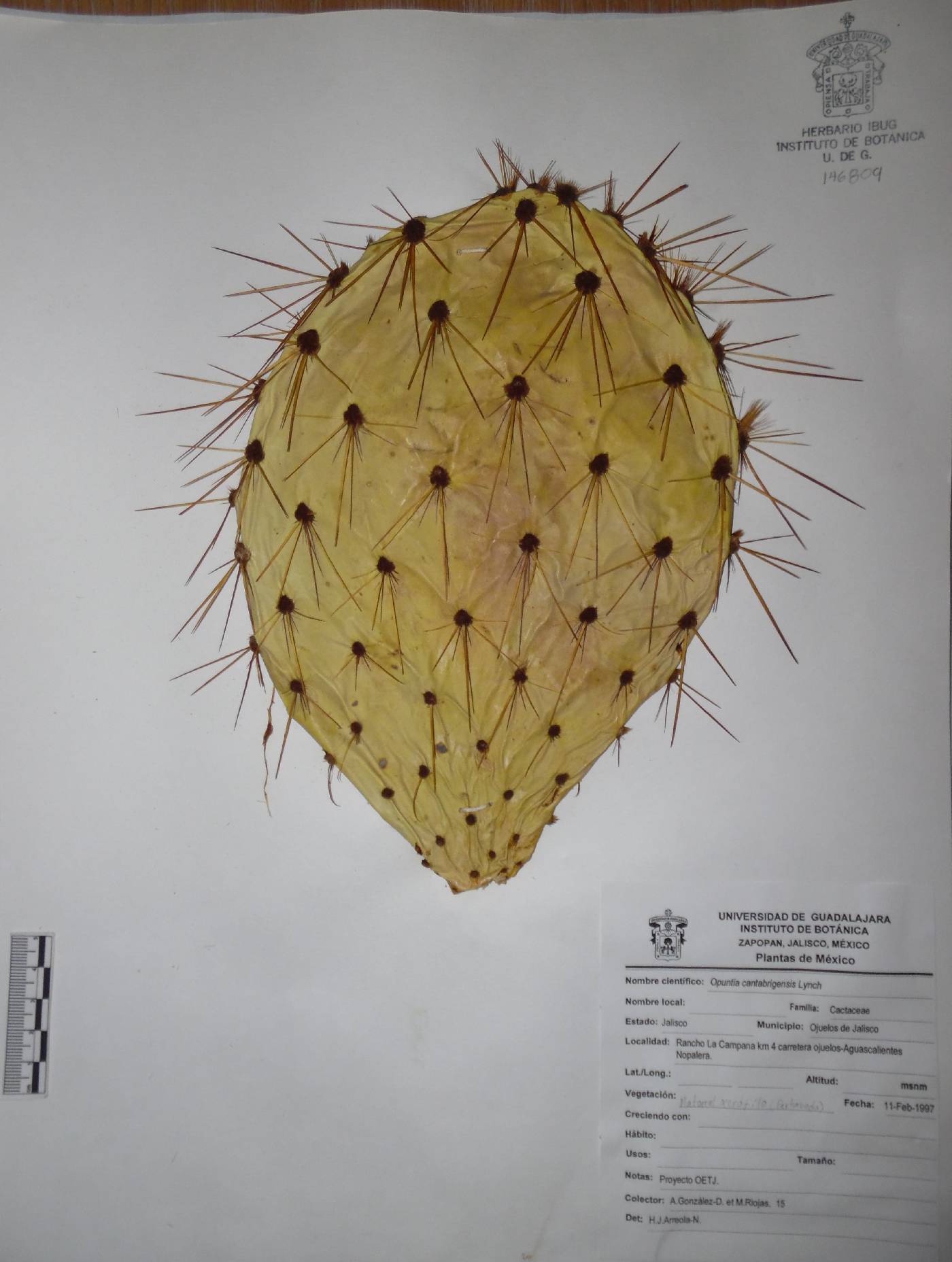 Opuntia cantabrigiensis image