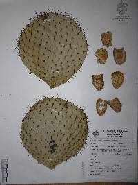 Opuntia hyptiacantha image